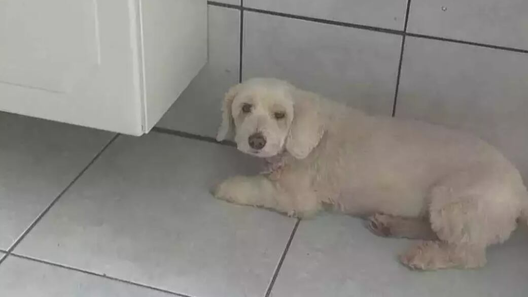 Pit bull solto mata poodle