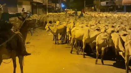Boiada toma conta de rua