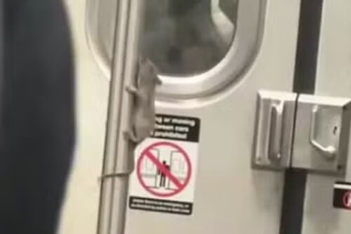 Rato performer diverte passageiros e viraliza com show de ‘pole dance’ inesperado no metrô
