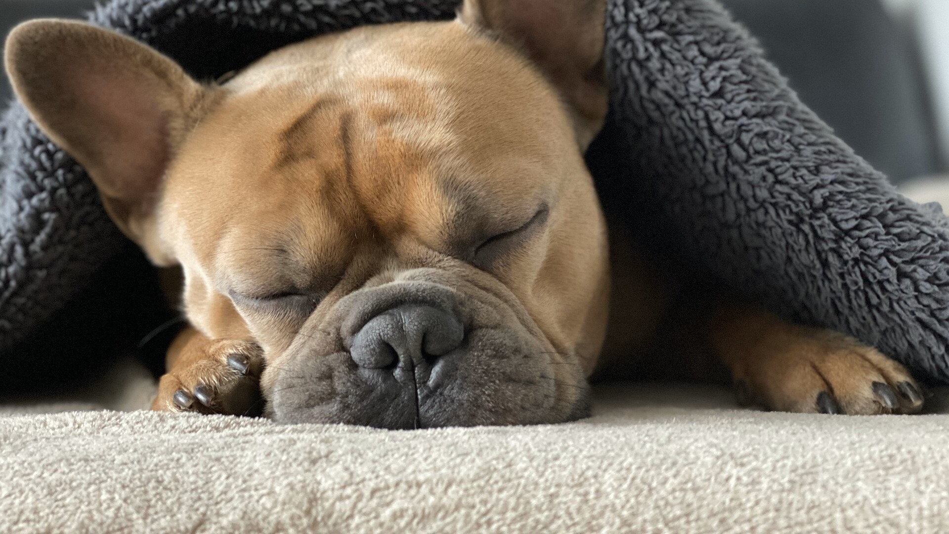 Veja as raças de cães mais preguiçosas