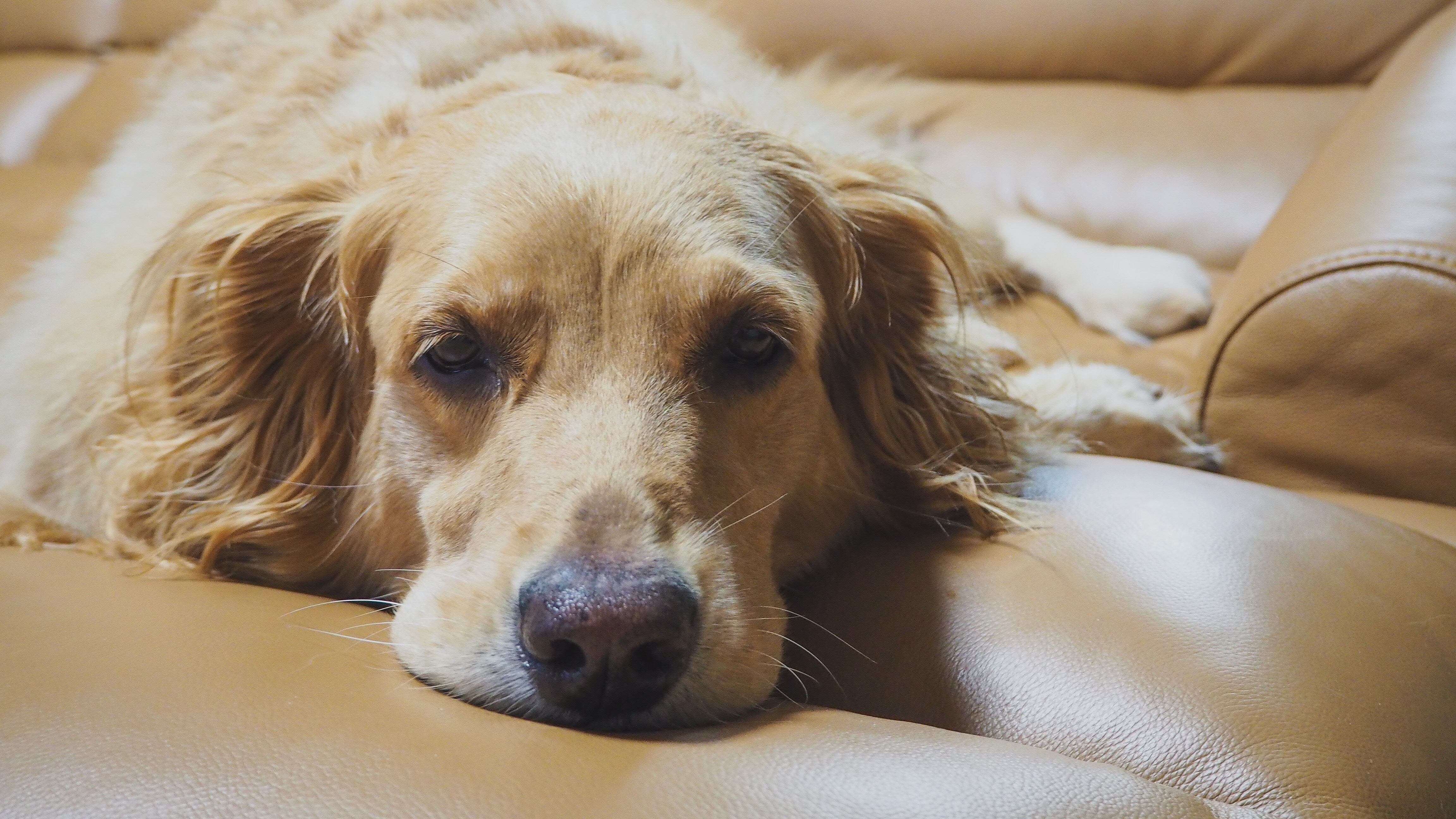 Cachorro golden deitado no sofá