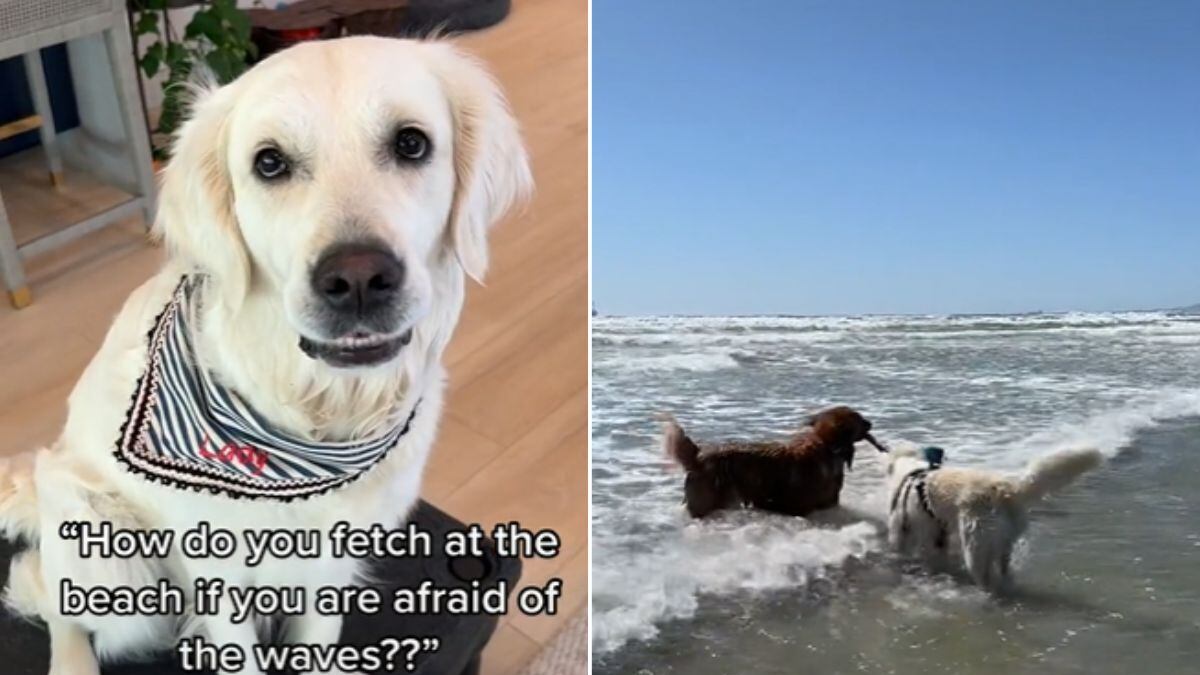 Amizade entre cachorro e cadela ganha as redes sociais