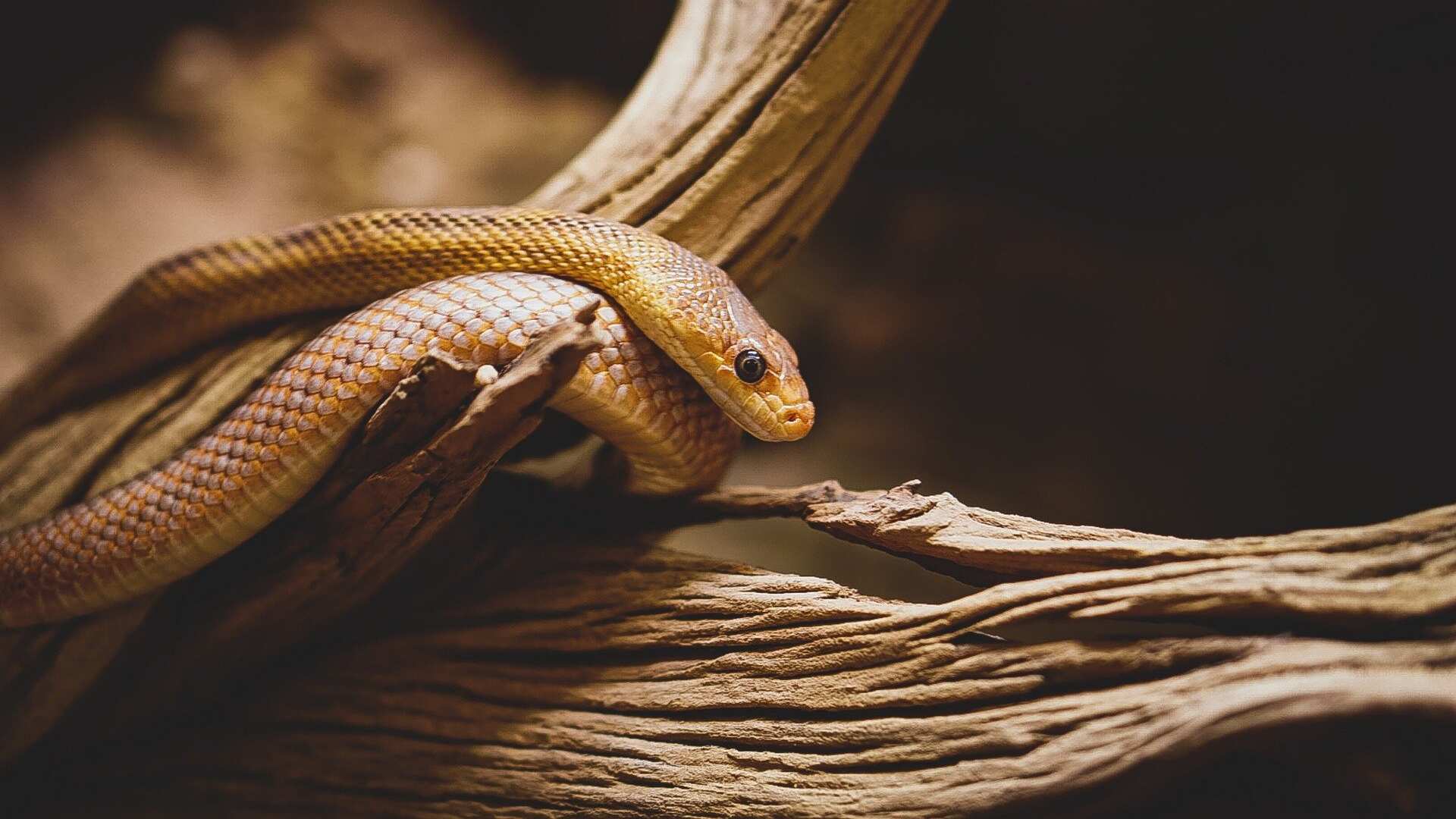 Será que esse sonho é bom ou ruim? Entenda o significado