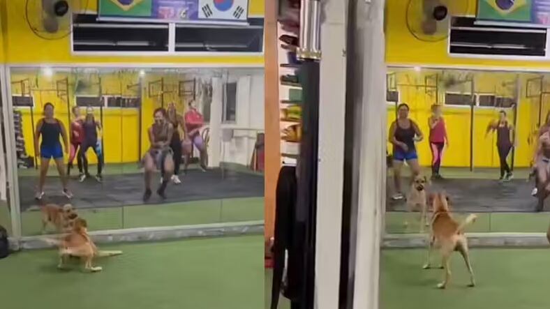 Foto: TikTok @joycelima557