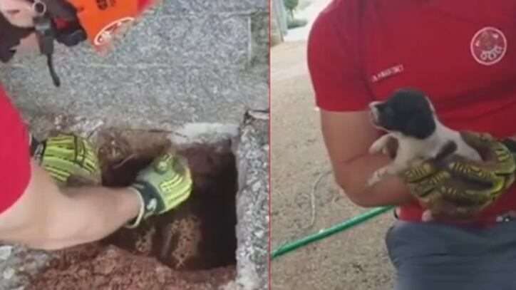 Cachorrinha foi salva por Corpo de Bombeiros em tubulação