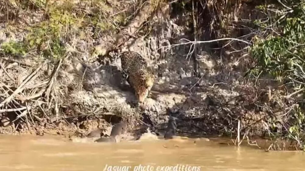 Registro impressionante