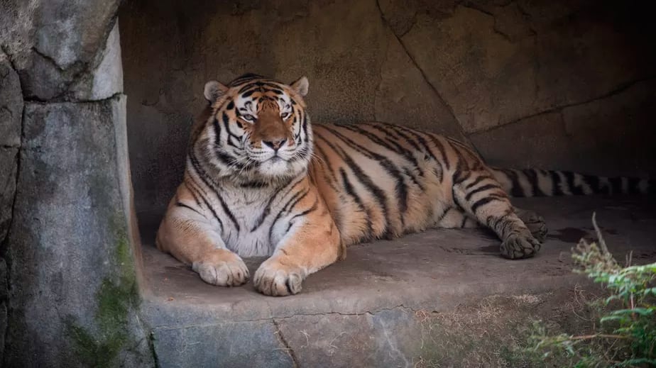 Júpiter, tigre de 14 anos que morreu após contrair covid-19