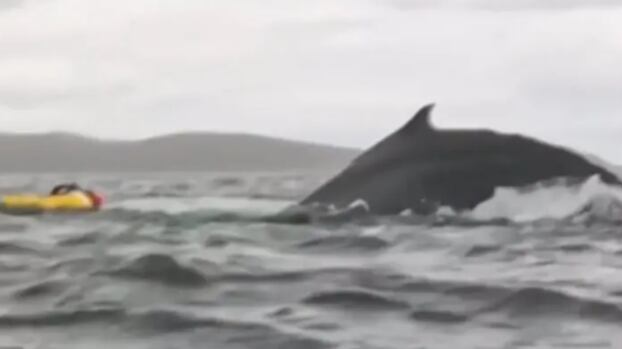 jovem engolido baleia Chile