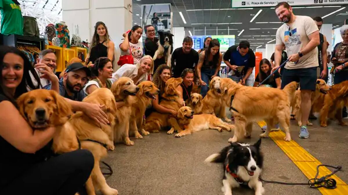 Protesto pelo morte de Joca no aeroporto de Brasília