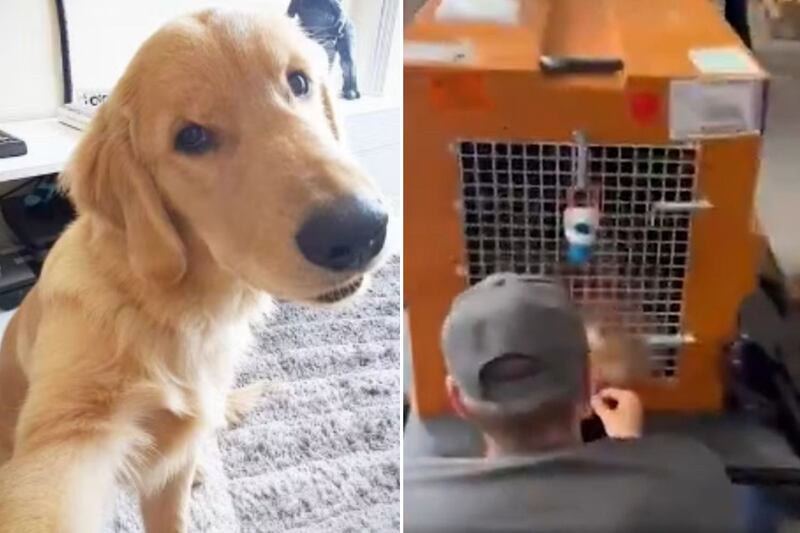 Ele foi levado para a cidade errada e não resistiu