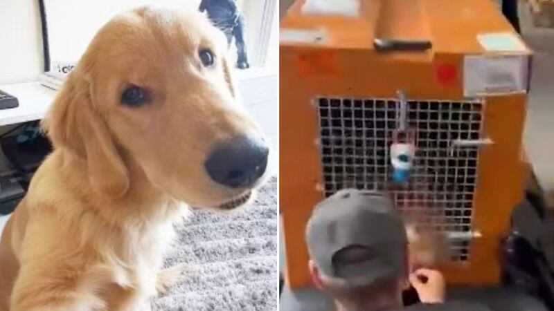Cão Joca: morte de cachorro após erro em voo levanta discussão sobre o transporte de animais