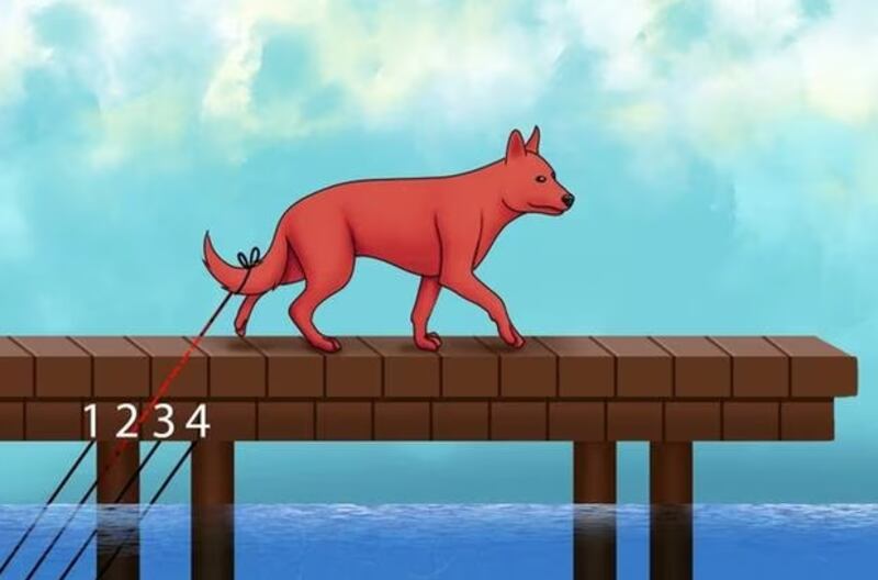 Somente mentes CURIOSAS conseguem dizer em qual corda está PRESO o rabo do cachorro