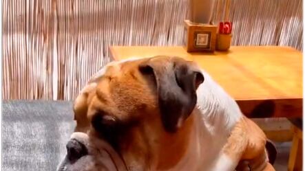 Mamut é um cão da raças buldogue