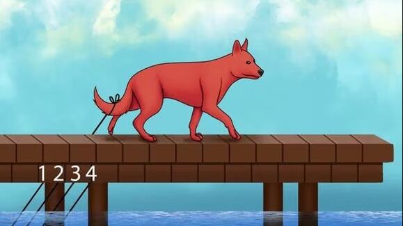 Somente mentes CURIOSAS conseguem dizer em qual corda está PRESO o rabo do cachorro