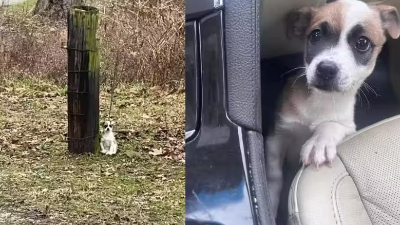 A motorista deu uma nova chance ao filhote de cão que estava preso em uma árvore. Agora a Joaninha, como foi chamada, está em um lar temporário recebendo amor cuidados. - Foto: Friends of Lewis County Animals