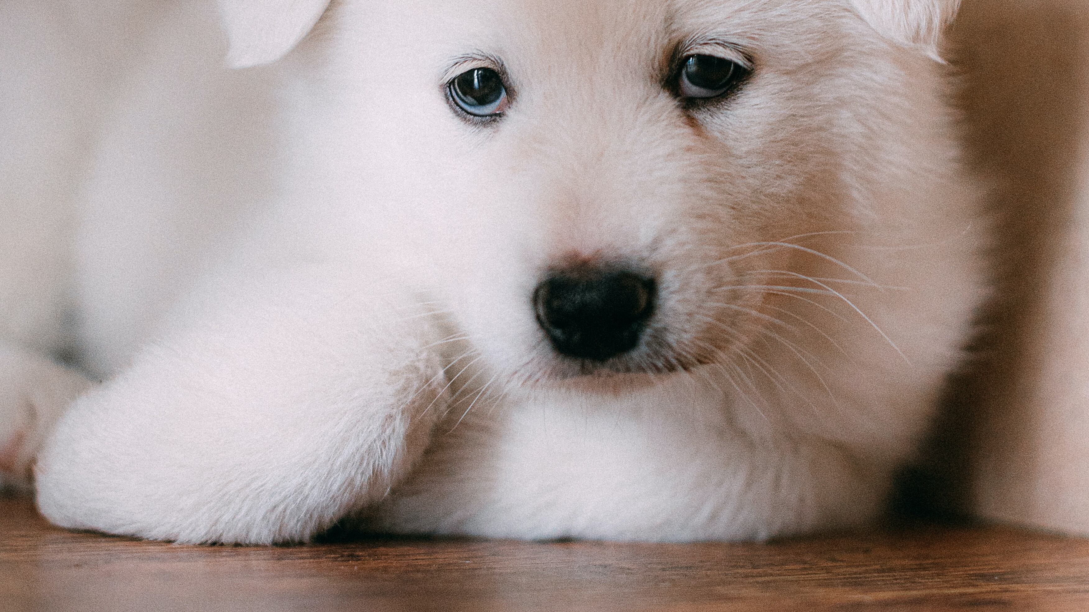 Cachorro branco filhote