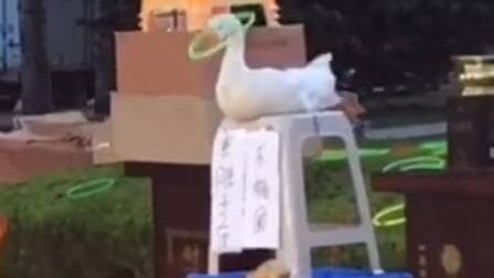 Ganso é explorado em 'brincadeira' em parque de diversões