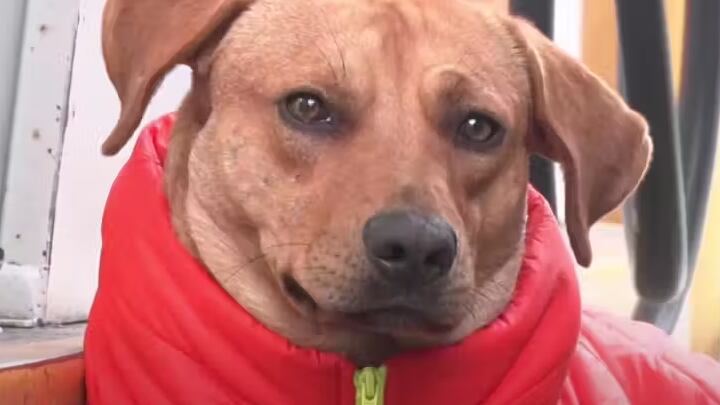 Foto: AZPost/YouTube