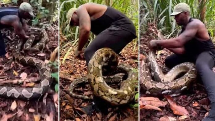 Homem luta com píton.