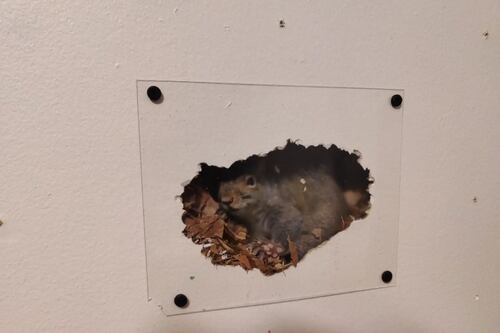 Homem instala janela para observar esquilo que vive dentro de sua parede