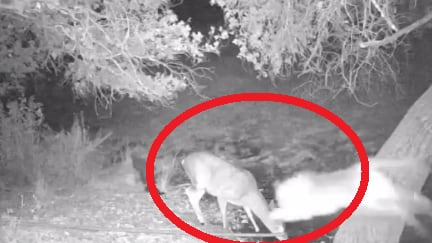 Vídeo noturno registra momento em que puma ataca cervo de maneira surpresa; assista
