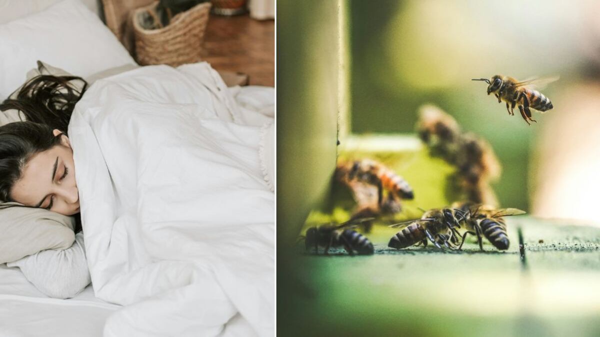 Las abejas pueden representar varias cosas en el mundo onírico