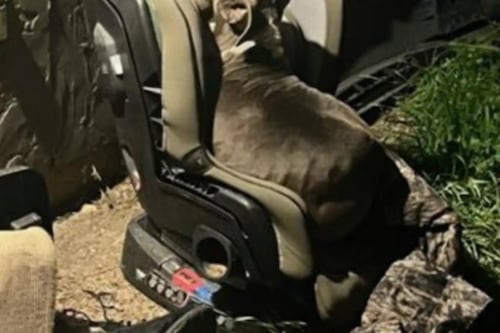 Cadela de rua se aquece em cadeirinha de carro para fugir de tempestade: “Cercada por lixo”