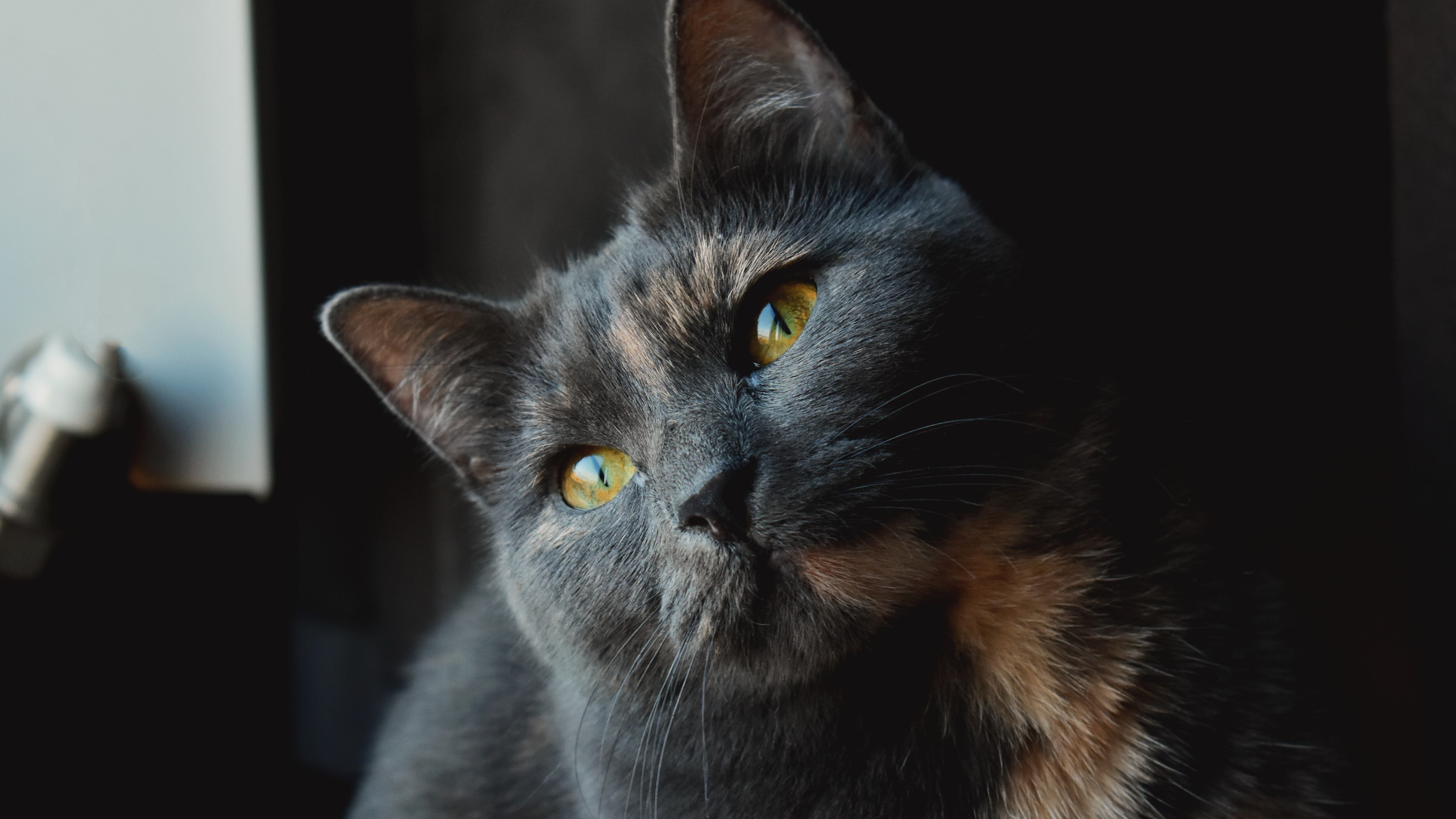 Descubra quantos anos vive um gato