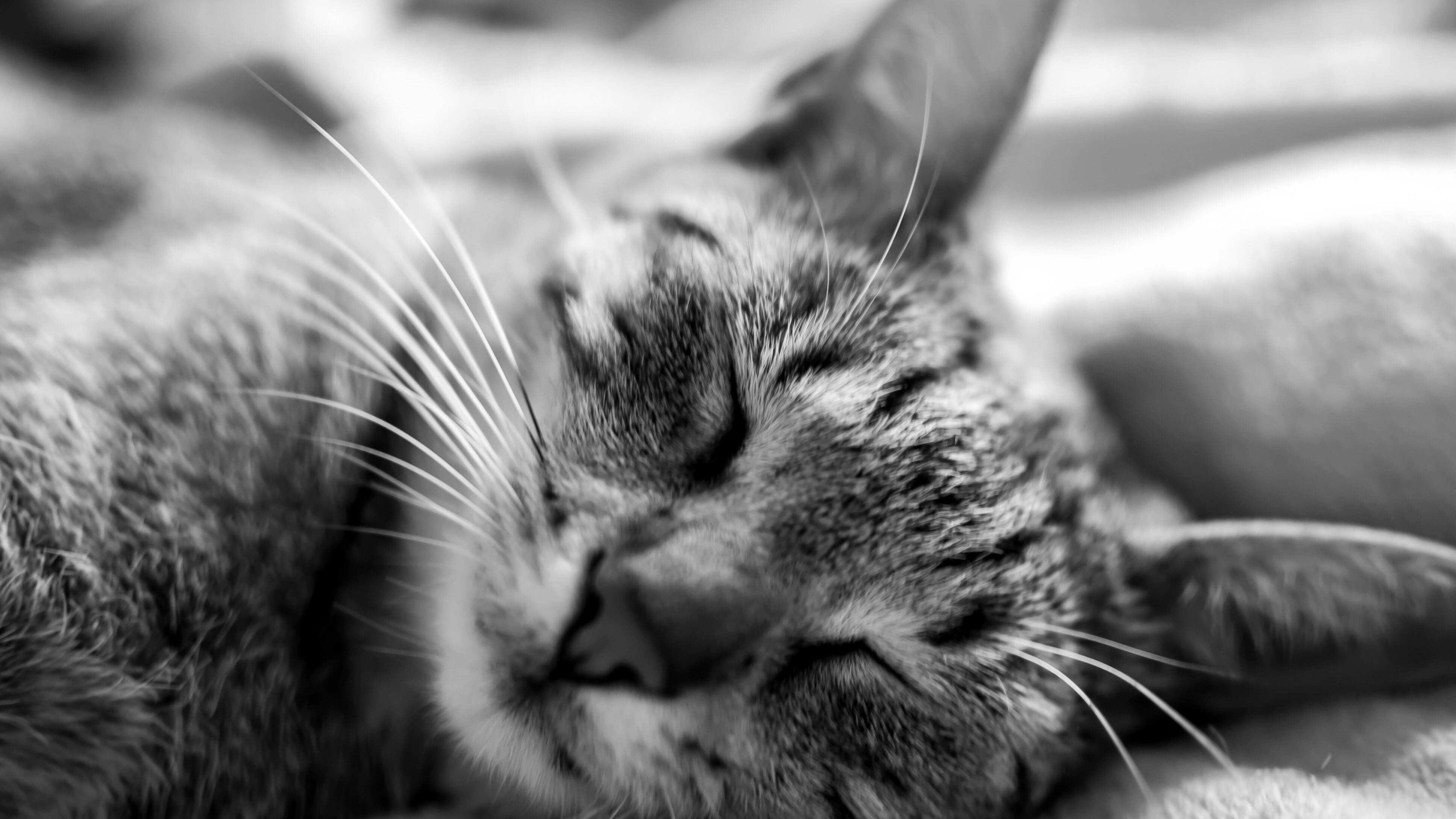 Imagem em preto e branco de gato dormindo