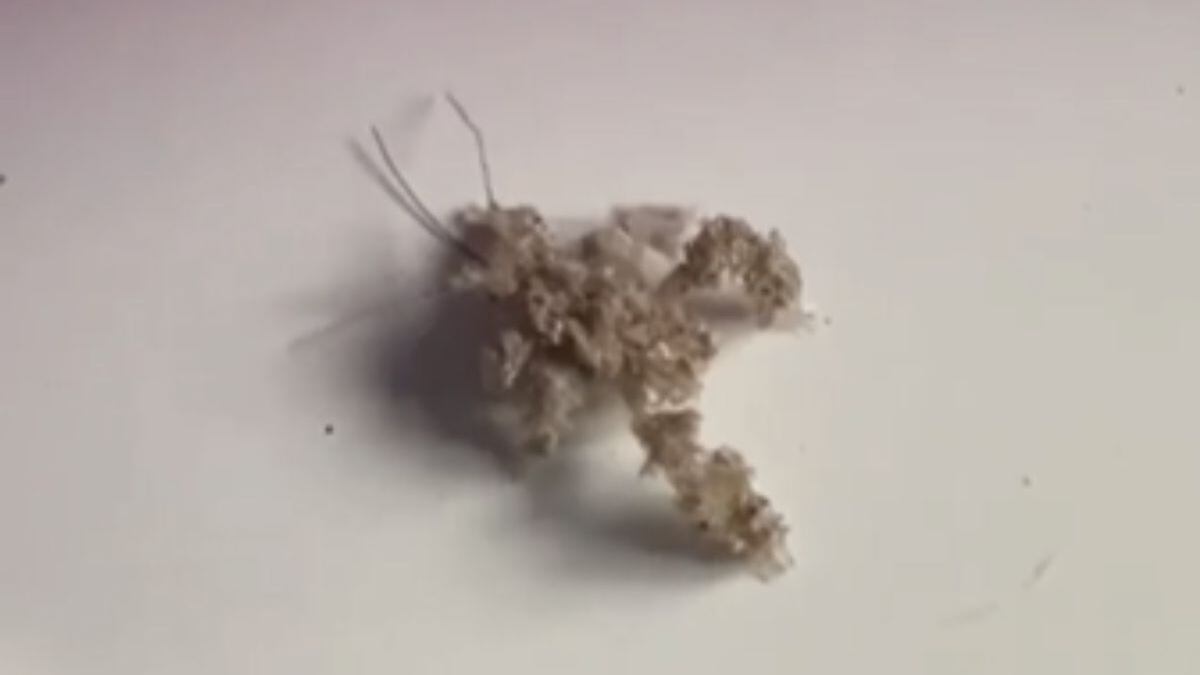 Animal que parece nuvem de poeira intriga internautas