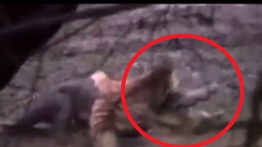Vídeo mostra embate brutal entre tigresa e crocodilo e luta por sobrevivência; assista