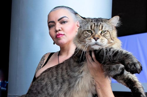 Gato brasileiro tem tamanho atualizado e pode se tornar o maior do mundo