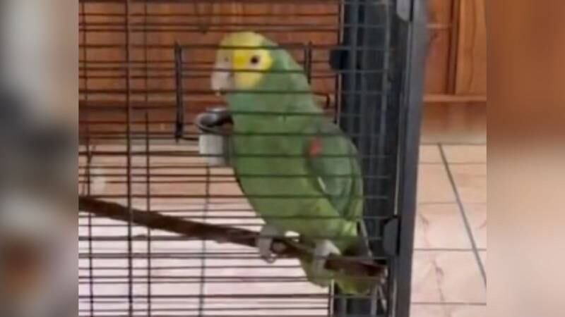 Papagaio faz Testemunha de Jeová esperar mais de meia hora