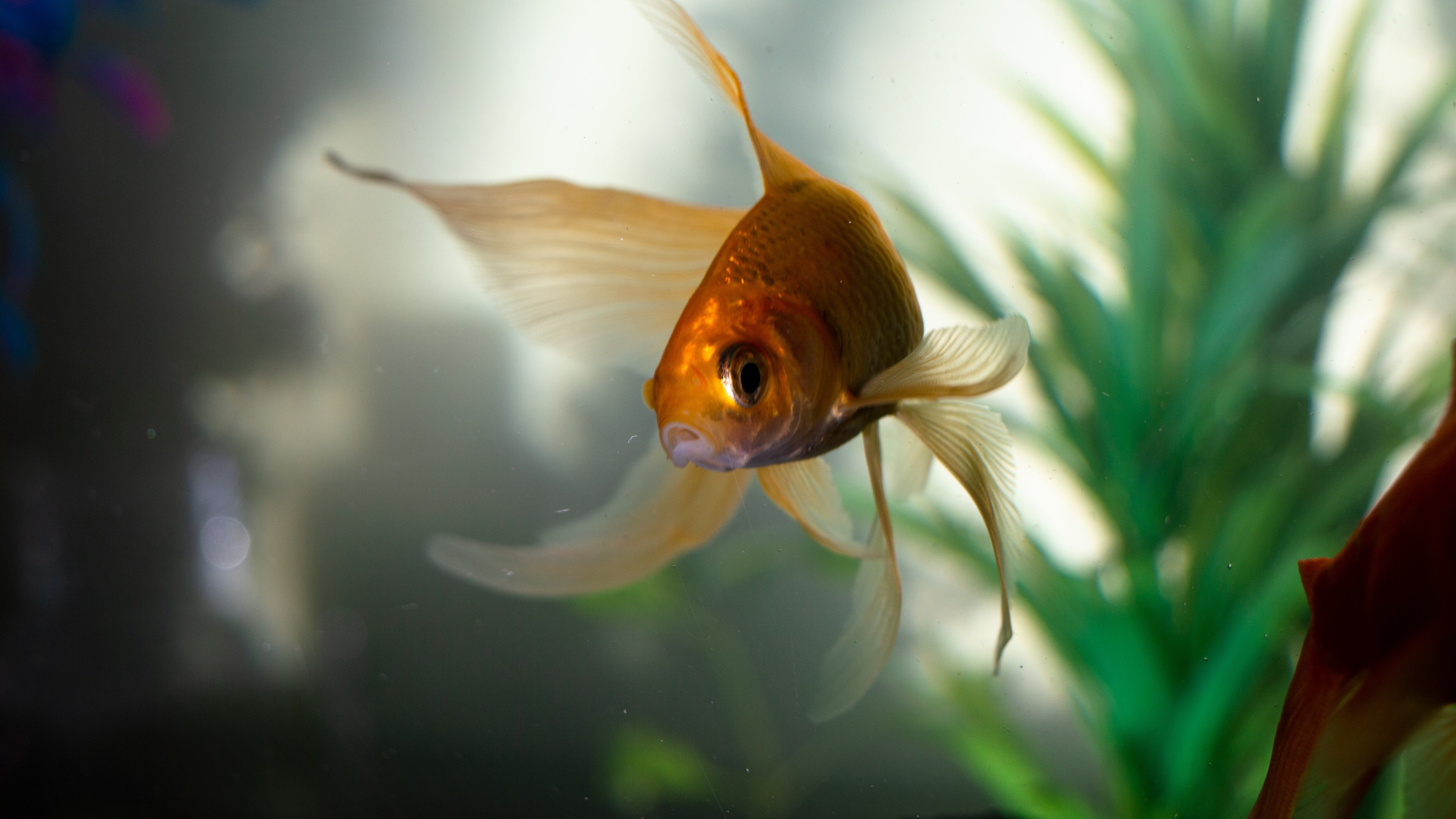 Peixe dourado nadando