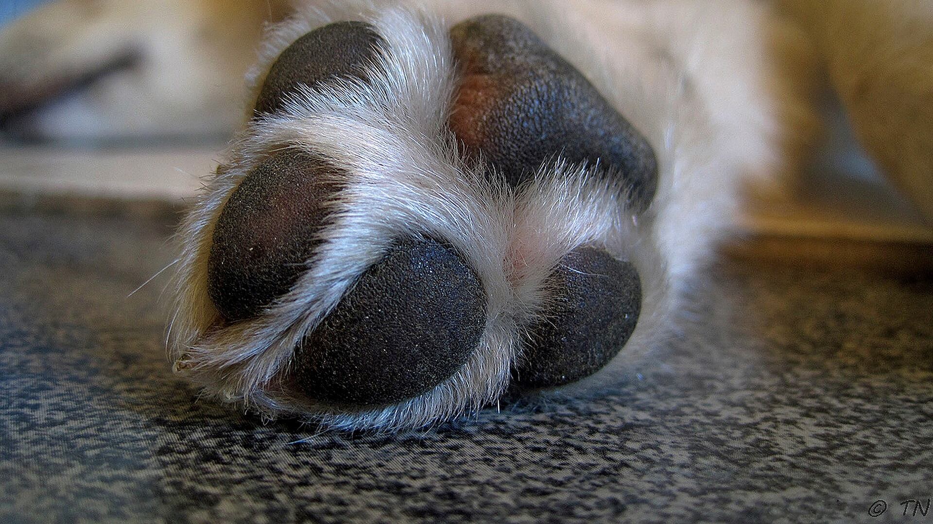 Mais de 40 cadáveres de cães foram encontrados em Boa Vista