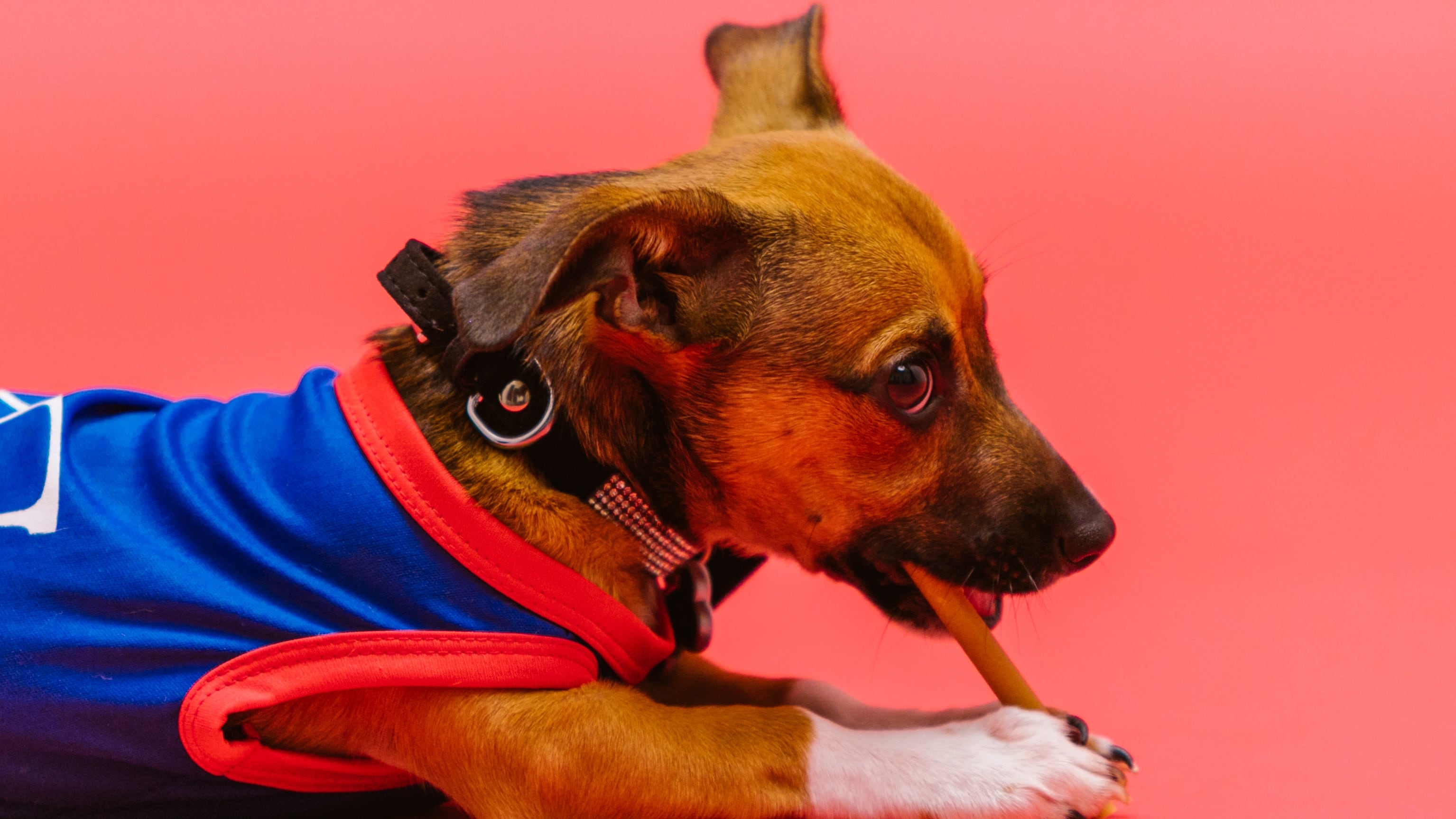 Raça de cachorro difíceis de treinar