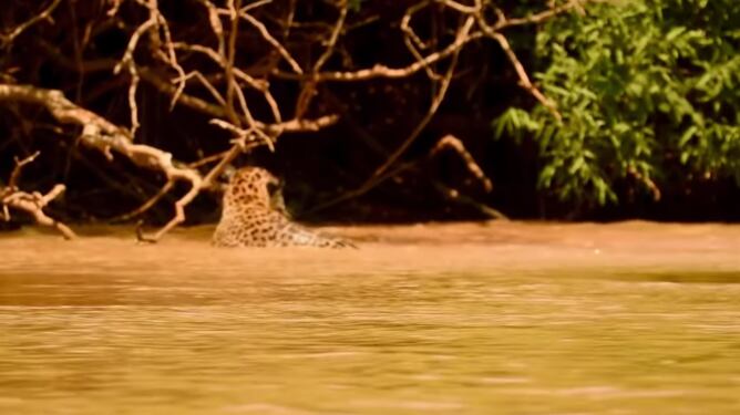 vídeo onça pintada