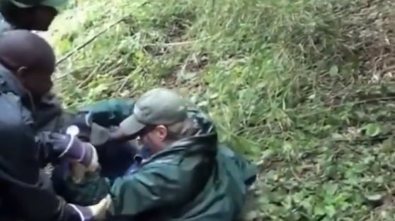 Vídeo flagra momento desesperador em que gorila tenta arrastar mulher pela perna; assista