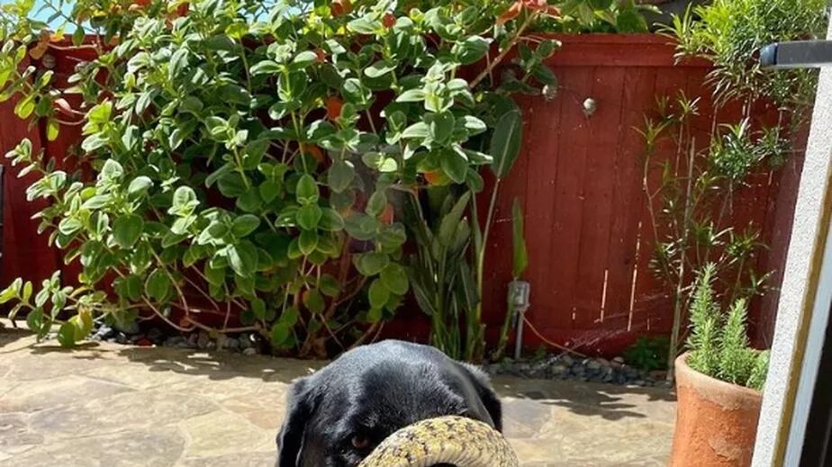 Cobra enrolada em focinho de cachorro.