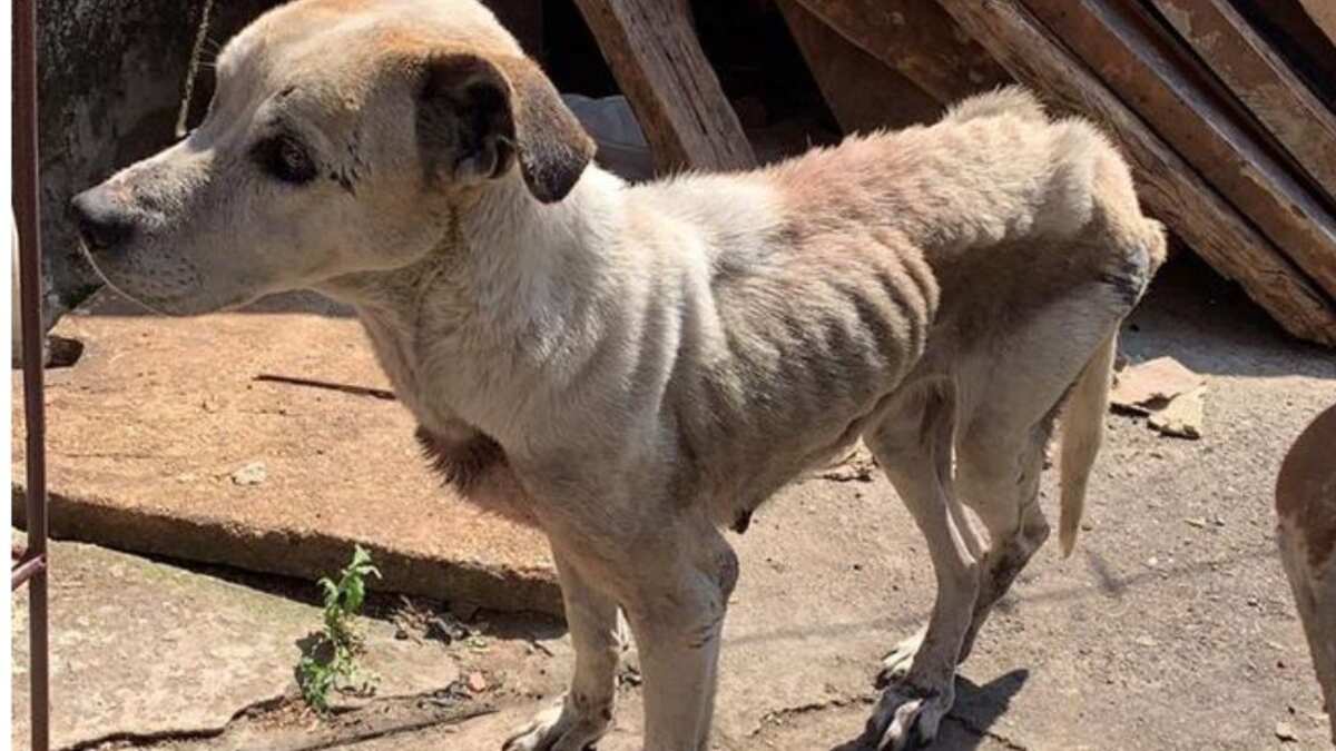 Cachorra vítima de maus-tratos foi resgatada em Capão Bonito, SP