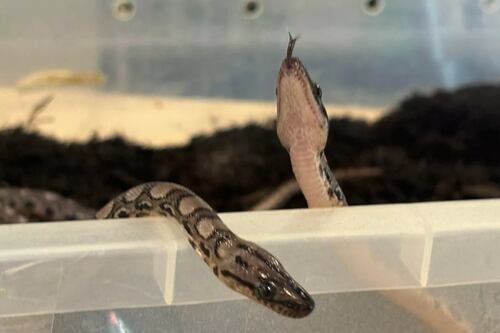 Jiboia macho chamada Ronaldo dá à luz a 14 filhotes; serpente era ‘virgem’