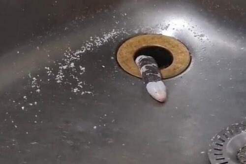 Vídeo: Que bicho é esse? Usuária do Twitter se depara com ‘surpresa esquisita’ saindo da pia da cozinha