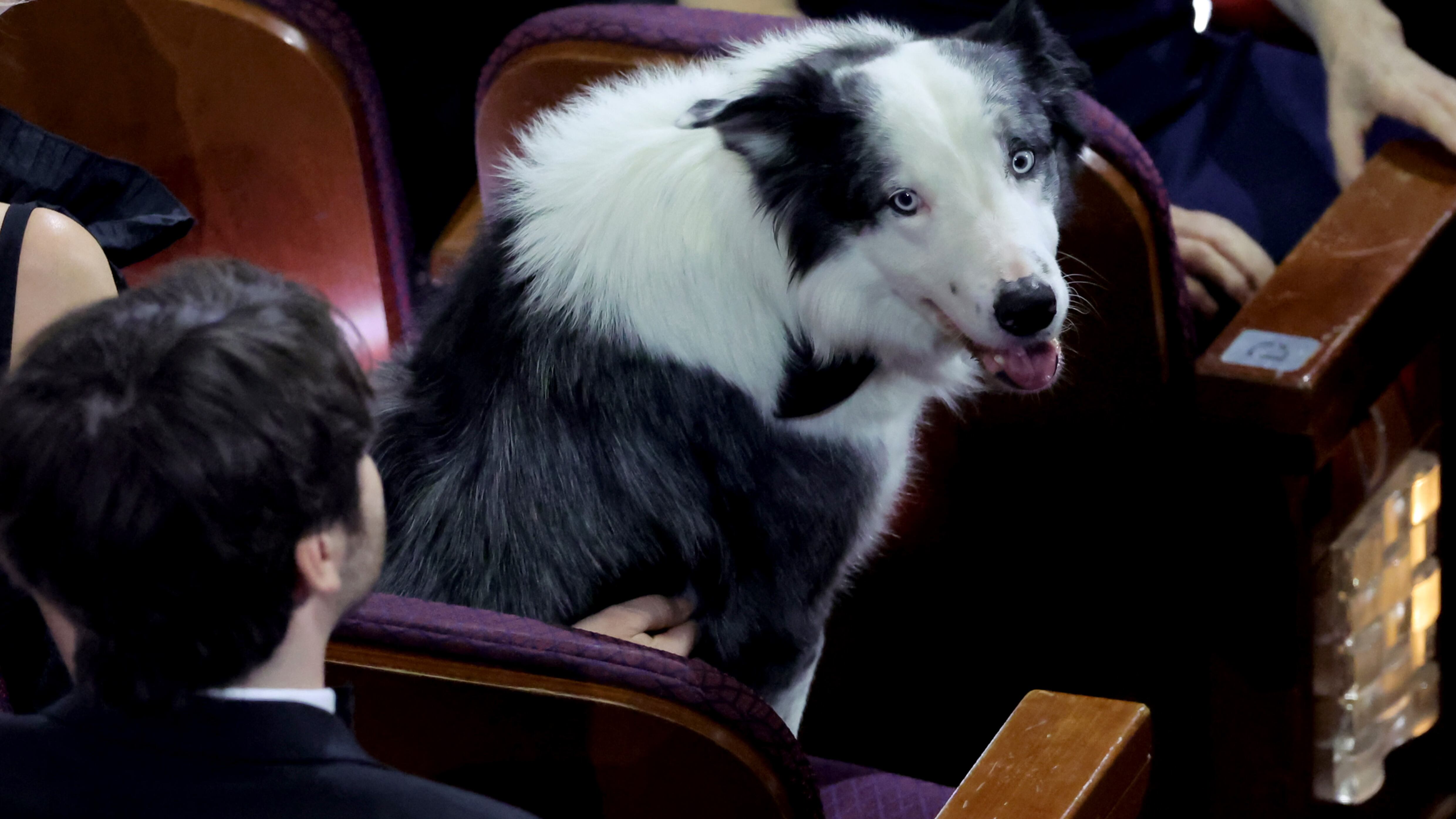 Messi, el perro de Anatomía de una caída, merecía su Óscar.