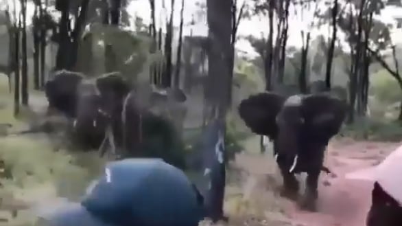Vídeo: Homens são perseguidos em veículo por dupla de elefantes furiosos; assista