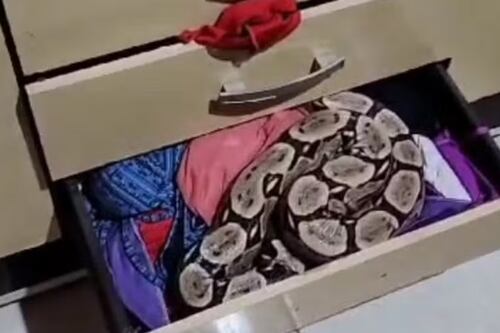 Mulher encontra jiboia de 2 metros ‘dormindo’ em suas roupas ao abrir gaveta