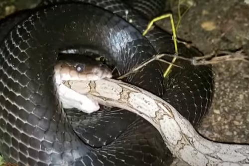 Vídeo mostra como uma das maiores cobras do Brasil é engolida completamente por outra