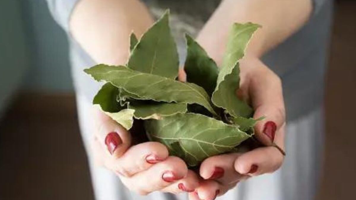 Feng Shui: los 3 lugares dónde debes colocar hojas de laurel en tu casa para atraer la suerte en 2024