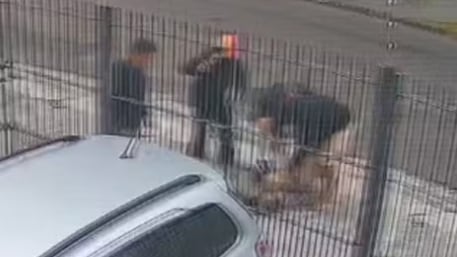 cão é atacado por pit bull