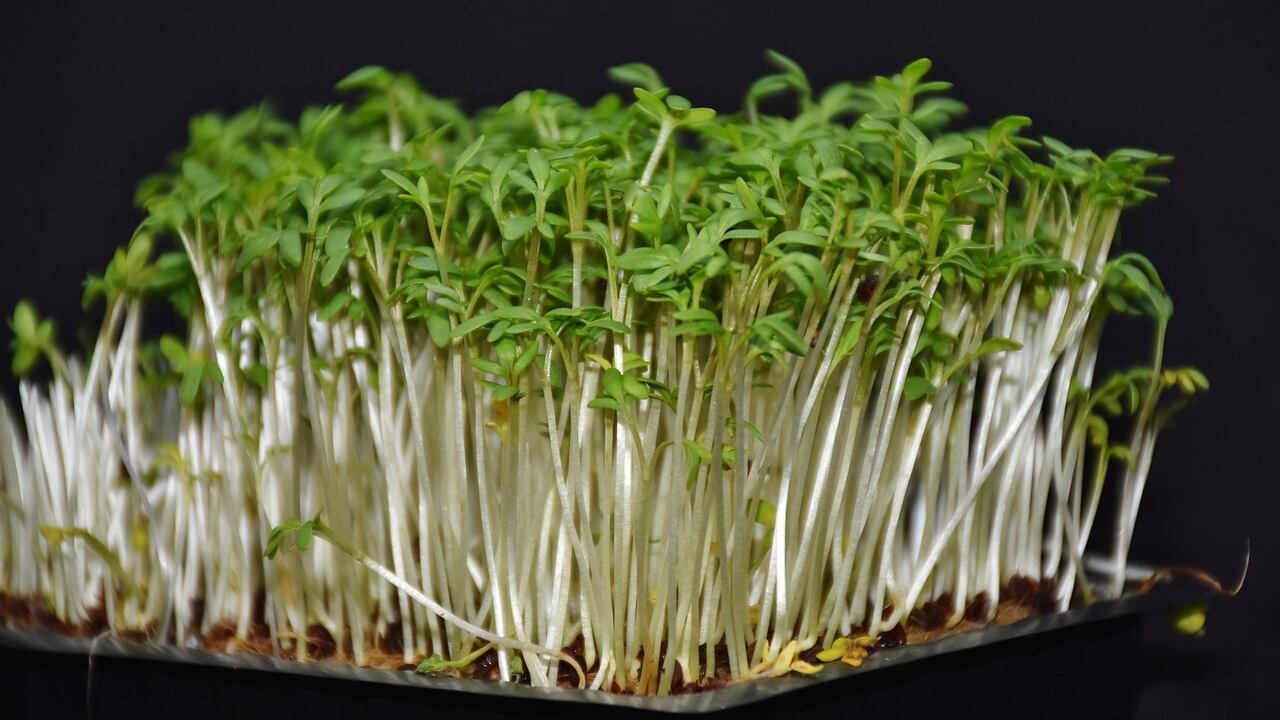 Suco natural de agrião para aqueles que sofrem com gases intestinais presos