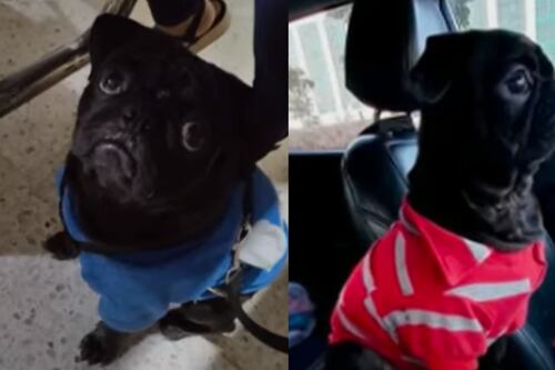 “Precisa de seus medicamentos”: família pede para que ladrões devolvam seu cachorro que estava na caminhonete roubada